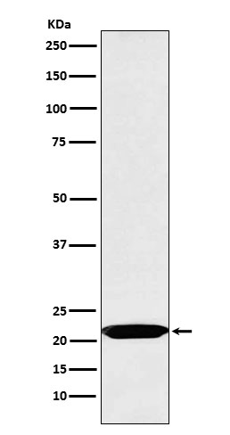 Rabbit monoclonal antibody