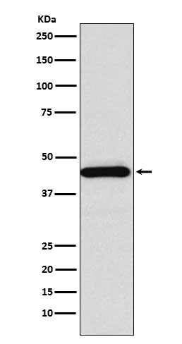 Rabbit monoclonal antibody