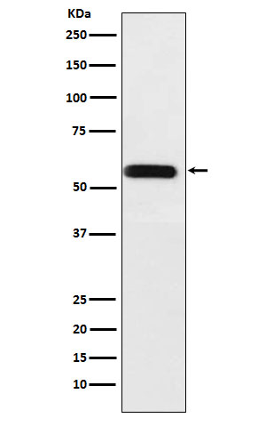 Rabbit monoclonal antibody