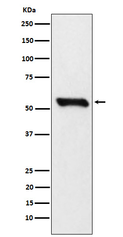 Rabbit monoclonal antibody