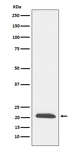 Rabbit monoclonal antibody