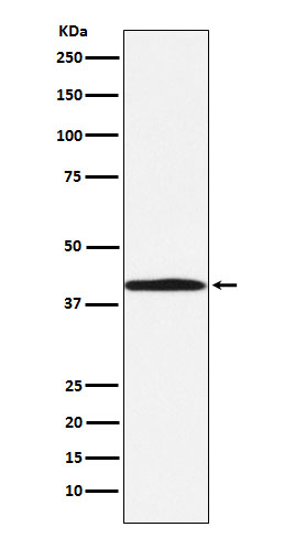 Rabbit monoclonal antibody