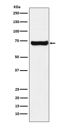 Rabbit monoclonal antibody