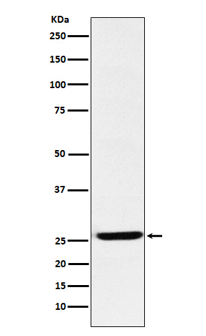 Rabbit monoclonal antibody