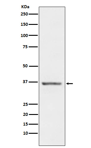 Rabbit monoclonal antibody
