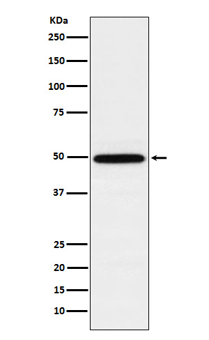 Rabbit monoclonal antibody
