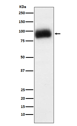 Rabbit monoclonal antibody