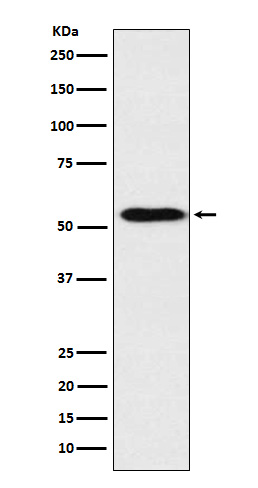 Rabbit monoclonal antibody