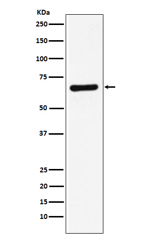 Rabbit monoclonal antibody