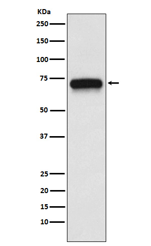 Rabbit monoclonal antibody