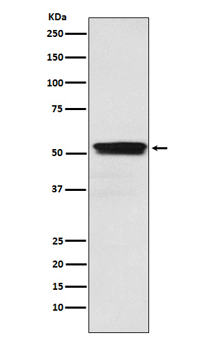 Rabbit monoclonal antibody
