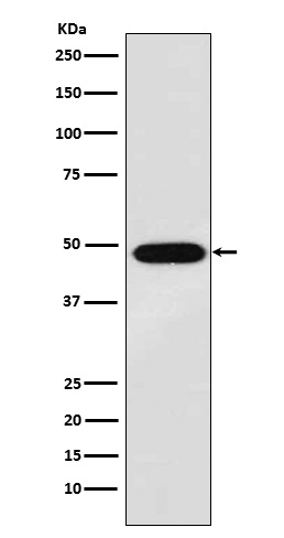 Rabbit monoclonal antibody