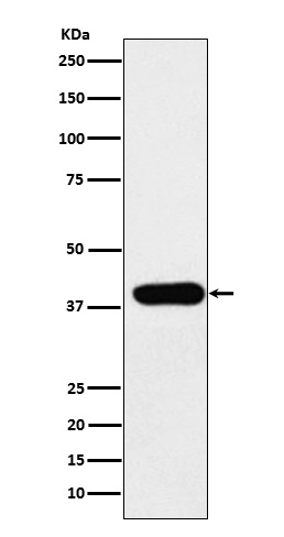 Rabbit monoclonal antibody