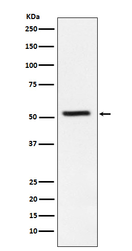 Rabbit monoclonal antibody