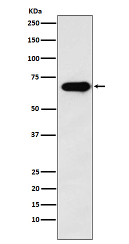 Rabbit monoclonal antibody