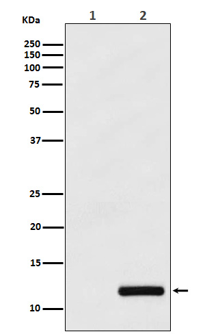 Rabbit monoclonal antibody