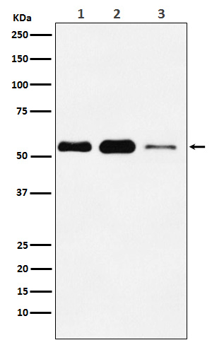 Rabbit monoclonal antibody