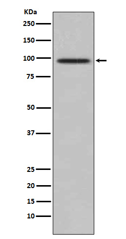Rabbit monoclonal antibody
