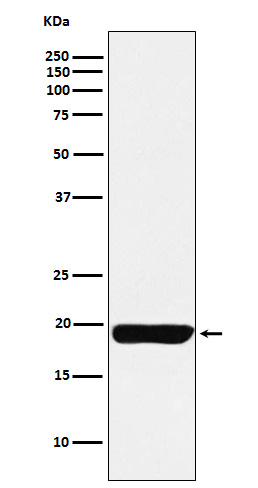 Rabbit monoclonal antibody