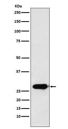 Rabbit monoclonal antibody