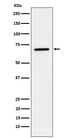 Rabbit monoclonal antibody