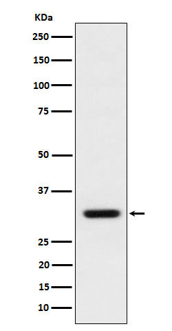 Rabbit monoclonal antibody