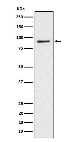 Rabbit monoclonal antibody