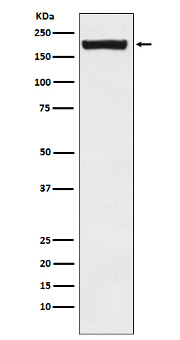 Rabbit monoclonal antibody
