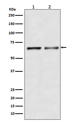 Rabbit monoclonal antibody