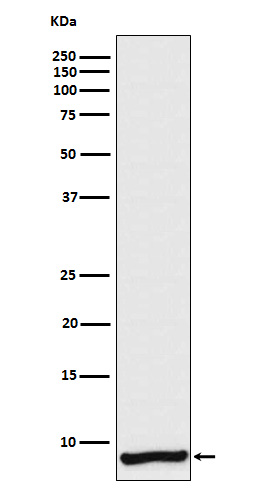 Rabbit monoclonal antibody
