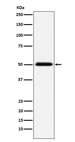 Rabbit monoclonal antibody