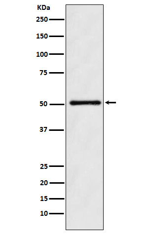 Rabbit monoclonal antibody