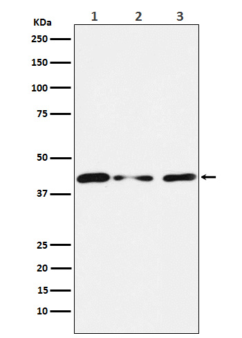 Rabbit monoclonal antibody