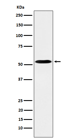 Rabbit monoclonal antibody
