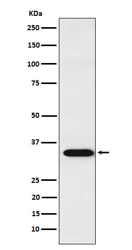 Rabbit monoclonal antibody