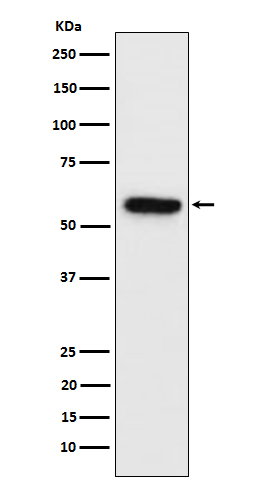 Rabbit monoclonal antibody