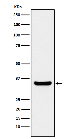 Rabbit monoclonal antibody