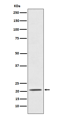 Rabbit monoclonal antibody