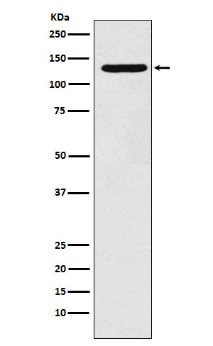 Rabbit monoclonal antibody