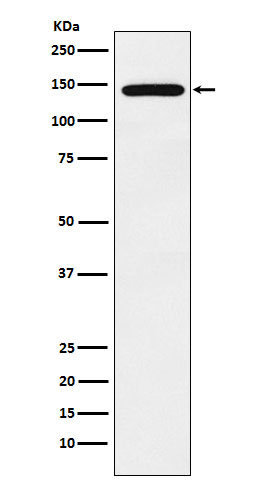 Rabbit monoclonal antibody