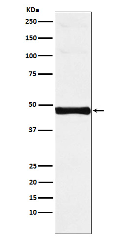 Rabbit monoclonal antibody