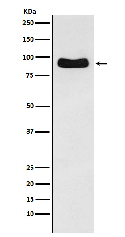 Rabbit monoclonal antibody