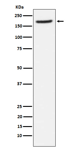 Rabbit monoclonal antibody