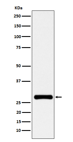 Rabbit monoclonal antibody