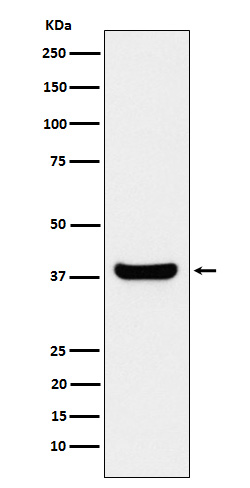 Rabbit monoclonal antibody