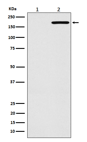Rabbit monoclonal antibody