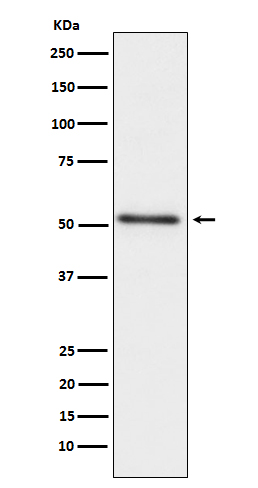 Rabbit monoclonal antibody