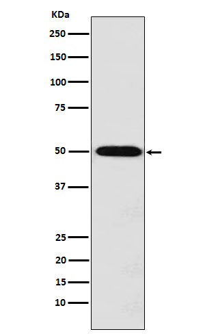 Rabbit monoclonal antibody