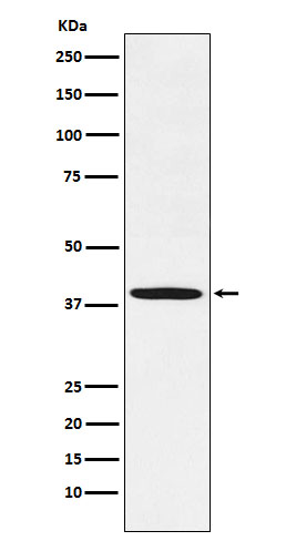 Rabbit monoclonal antibody