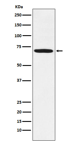 Rabbit monoclonal antibody